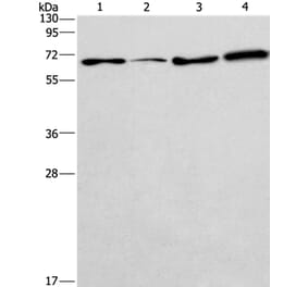 BIN3 Antibody from Signalway Antibody (36282) - Antibodies.com