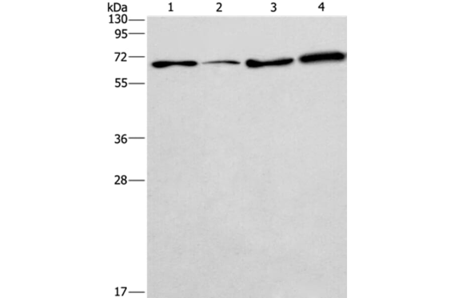 BIN3 Antibody from Signalway Antibody (36282) - Antibodies.com