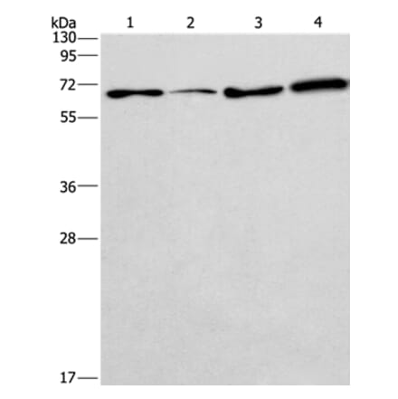 BIN3 Antibody from Signalway Antibody (36282) - Antibodies.com