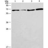 BIN3 Antibody from Signalway Antibody (36282) - Antibodies.com