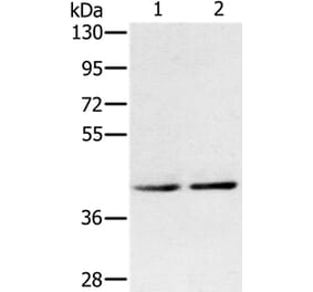 DPF2 Antibody from Signalway Antibody (36421) - Antibodies.com