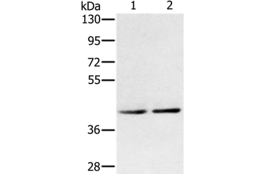 DPF2 Antibody from Signalway Antibody (36421) - Antibodies.com