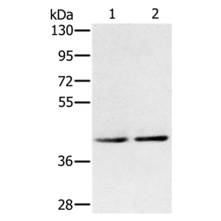 DPF2 Antibody from Signalway Antibody (36421) - Antibodies.com