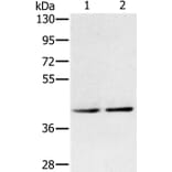 DPF2 Antibody from Signalway Antibody (36421) - Antibodies.com