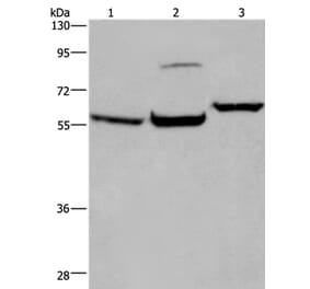 ESR1 Antibody from Signalway Antibody (36446) - Antibodies.com
