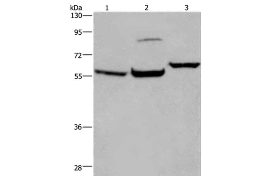 ESR1 Antibody from Signalway Antibody (36446) - Antibodies.com