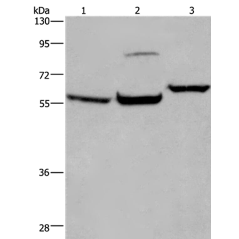 ESR1 Antibody from Signalway Antibody (36446) - Antibodies.com