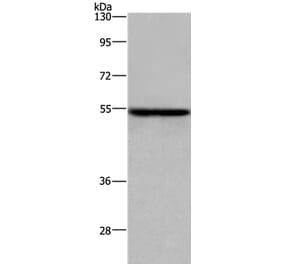 ETS2 Antibody from Signalway Antibody (36451) - Antibodies.com