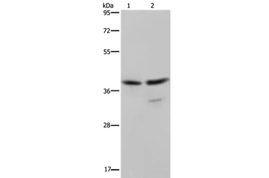 BUB3 Antibody from Signalway Antibody (36597) - Antibodies.com