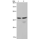 BUB3 Antibody from Signalway Antibody (36597) - Antibodies.com