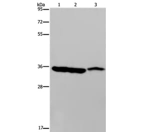 MDH1 Antibody from Signalway Antibody (36606) - Antibodies.com