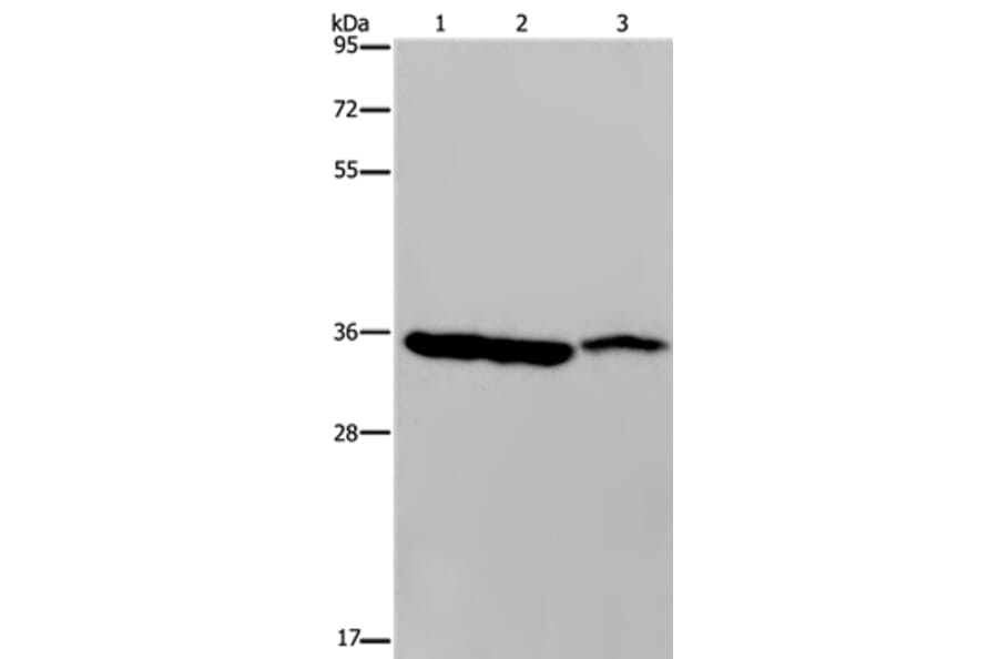 MDH1 Antibody from Signalway Antibody (36606) - Antibodies.com