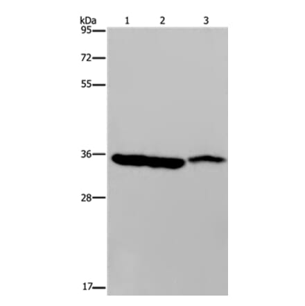 MDH1 Antibody from Signalway Antibody (36606) - Antibodies.com