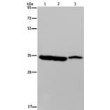 MDH1 Antibody from Signalway Antibody (36606) - Antibodies.com