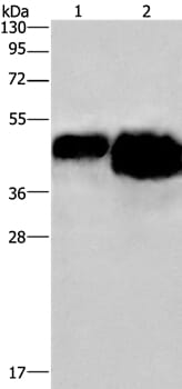 Gel: 10% SDS-PAGE Lysates (from left to right): 0.4ug and 0.8ug OVAL protein Amount of lysate: 0.4ug 0.8ugug per lane Primary antibody: 1/500 dilution Secondary antibody dilution: 1/8000 Exposure time: 3 seconds