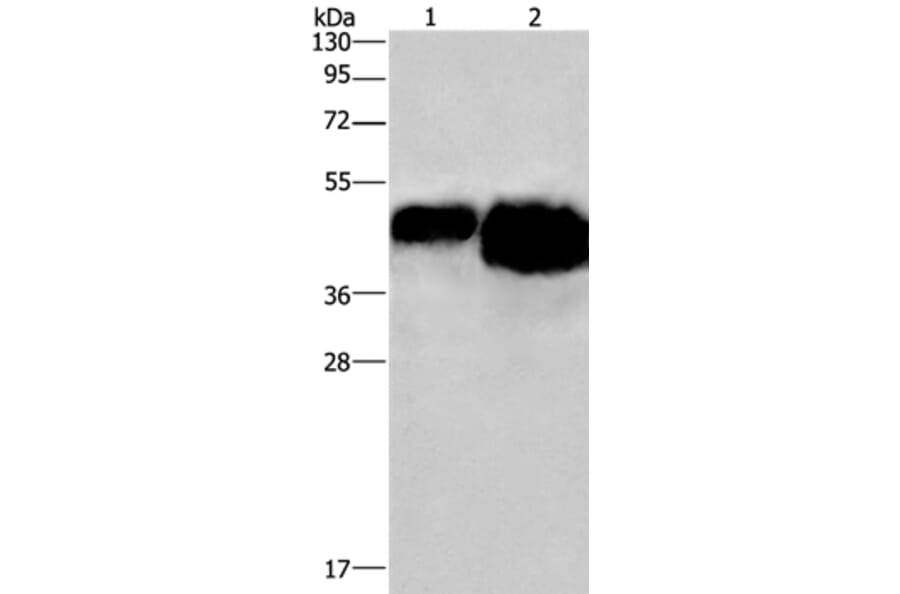 OVAL Antibody from Signalway Antibody (36607) - Antibodies.com