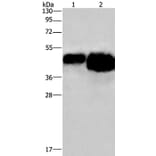 OVAL Antibody from Signalway Antibody (36607) - Antibodies.com