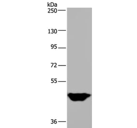 MTF2 Antibody from Signalway Antibody (36623) - Antibodies.com