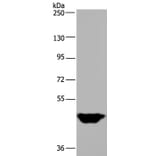 MTF2 Antibody from Signalway Antibody (36623) - Antibodies.com