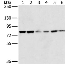 NOX5 Antibody from Signalway Antibody (36656) - Antibodies.com