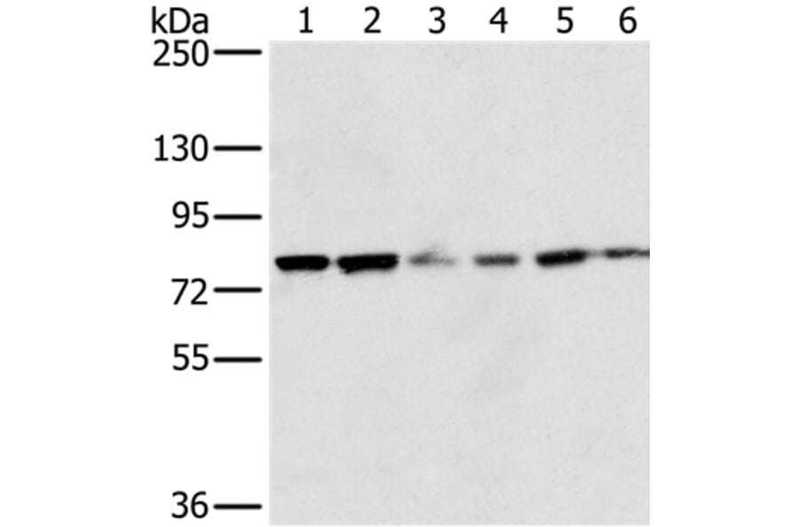 NOX5 Antibody from Signalway Antibody (36656) - Antibodies.com