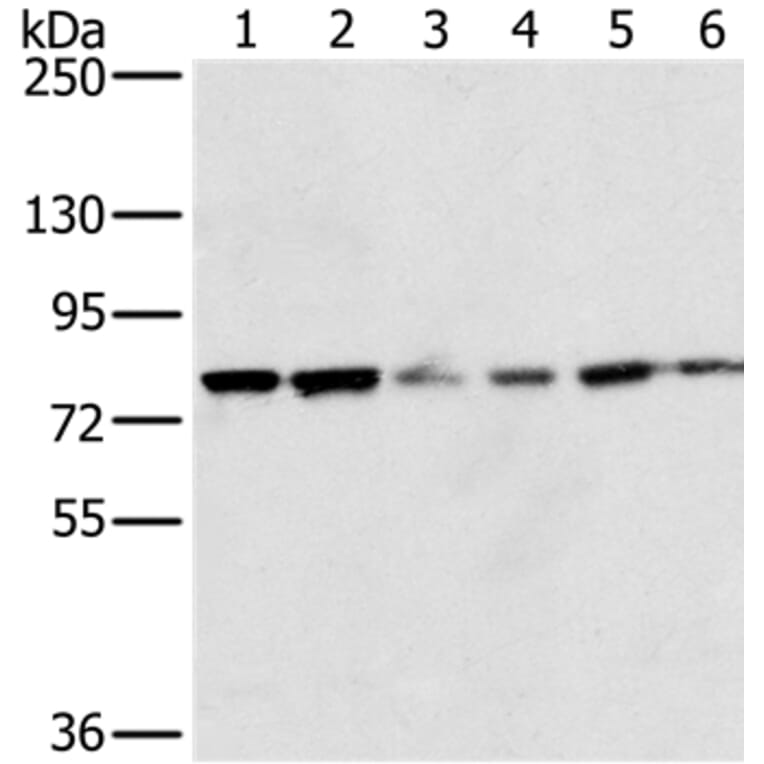 NOX5 Antibody from Signalway Antibody (36656) - Antibodies.com