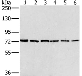 NUMB Antibody from Signalway Antibody (36663) - Antibodies.com