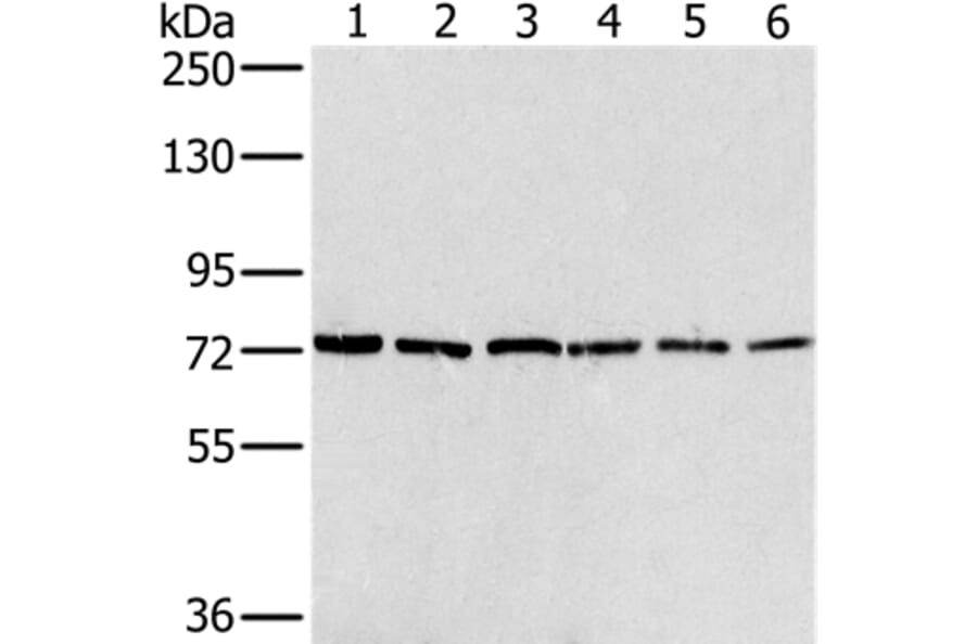 NUMB Antibody from Signalway Antibody (36663) - Antibodies.com
