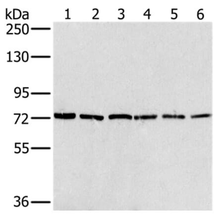 NUMB Antibody from Signalway Antibody (36663) - Antibodies.com