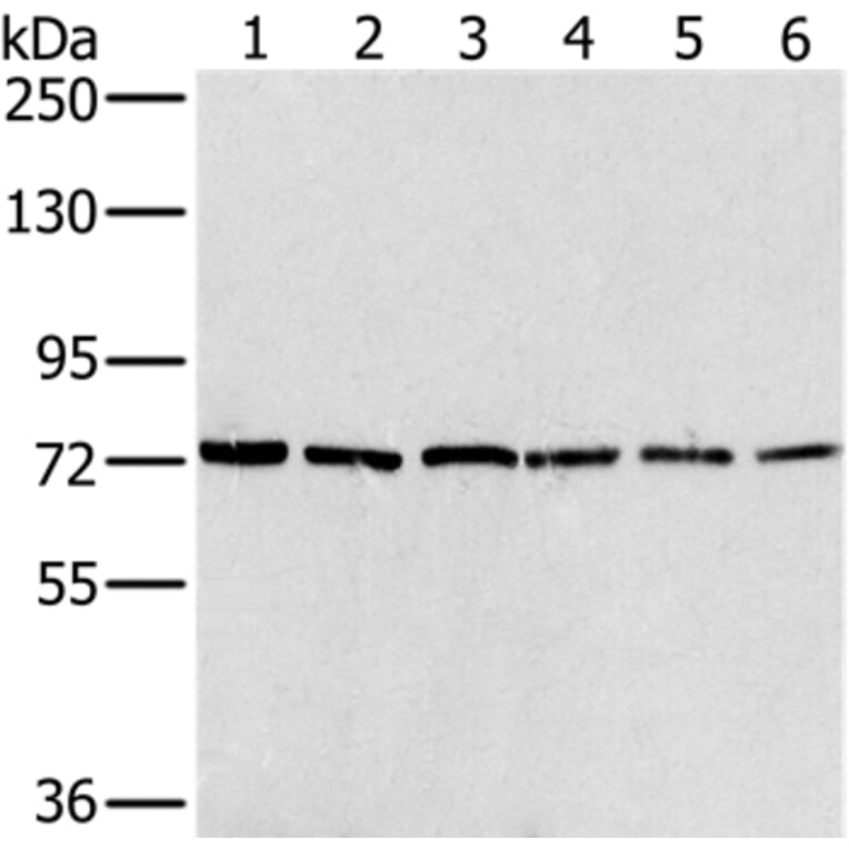 NUMB Antibody from Signalway Antibody (36663) - Antibodies.com