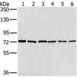 NUMB Antibody from Signalway Antibody (36663) - Antibodies.com