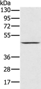 Gel: 8% SDS-PAGE Lysates (from left to right): Human normal kidney tissue Amount of lysate: 40ug per lane Primary antibody: 1/300 dilution Secondary antibody dilution: 1/8000 Exposure time: 5 minutes