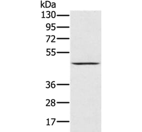PRR5 Antibody from Signalway Antibody (36702) - Antibodies.com
