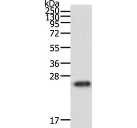 RAC1 Antibody from Signalway Antibody (36742) - Antibodies.com