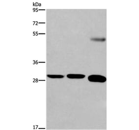 FGF8 Antibody from Signalway Antibody (36773) - Antibodies.com