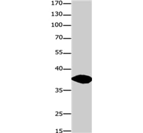 GJD2 Antibody from Signalway Antibody (36809) - Antibodies.com