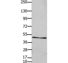 GJC2 Antibody from Signalway Antibody (36810) - Antibodies.com