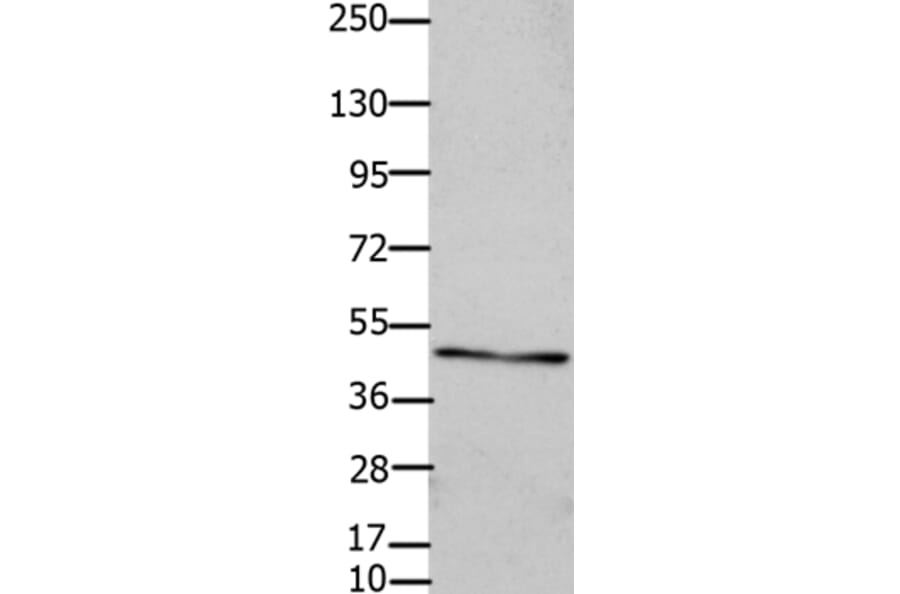 GJC2 Antibody from Signalway Antibody (36810) - Antibodies.com