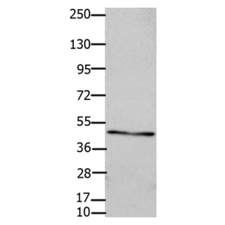 GJC2 Antibody from Signalway Antibody (36810) - Antibodies.com