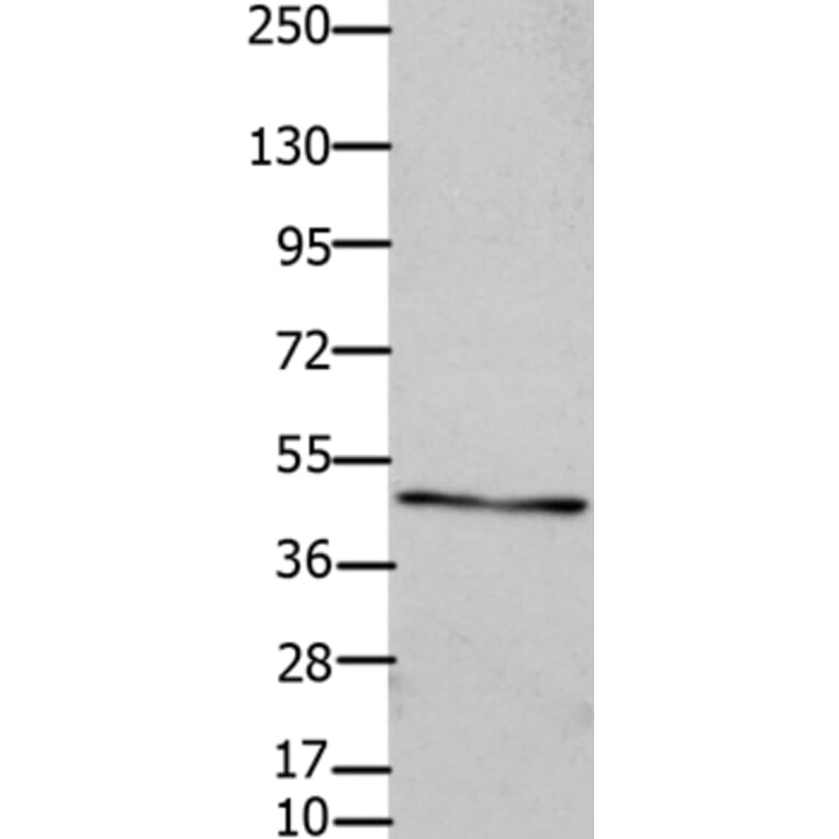 GJC2 Antibody from Signalway Antibody (36810) - Antibodies.com