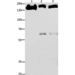 EGFR Antibody from Signalway Antibody (36836) - Antibodies.com
