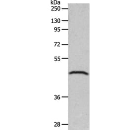GDF1 Antibody from Signalway Antibody (36898) - Antibodies.com