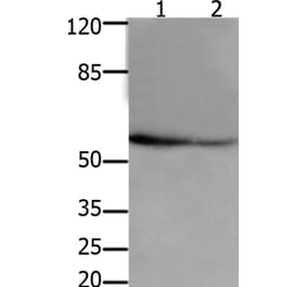 API5 Antibody from Signalway Antibody (36927) - Antibodies.com