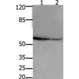 API5 Antibody from Signalway Antibody (36927) - Antibodies.com