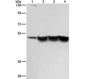 ING1 Antibody from Signalway Antibody (36932) - Antibodies.com