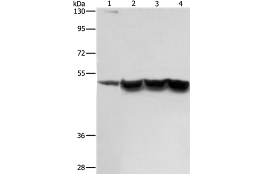 ING1 Antibody from Signalway Antibody (36932) - Antibodies.com