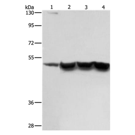 ING1 Antibody from Signalway Antibody (36932) - Antibodies.com