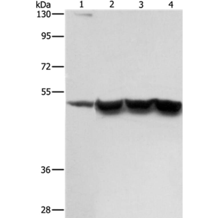 ING1 Antibody from Signalway Antibody (36932) - Antibodies.com