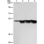 ING1 Antibody from Signalway Antibody (36932) - Antibodies.com