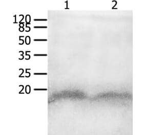 CCL8 Antibody from Signalway Antibody (36968) - Antibodies.com